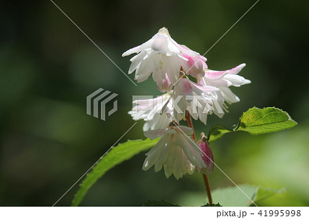 サラサウツギ 41995998