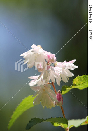 サラサウツギ 41995999