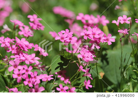 オキザリス 41996000