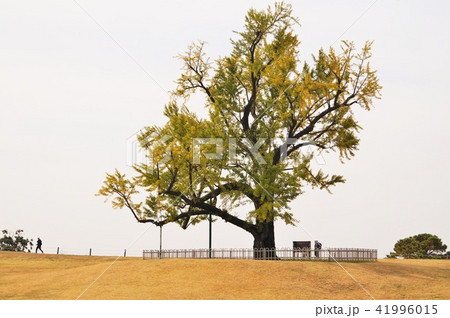 ソウル・オリンピック公園の大銀杏 41996015