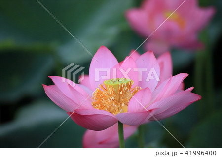 明日に散る 41996400