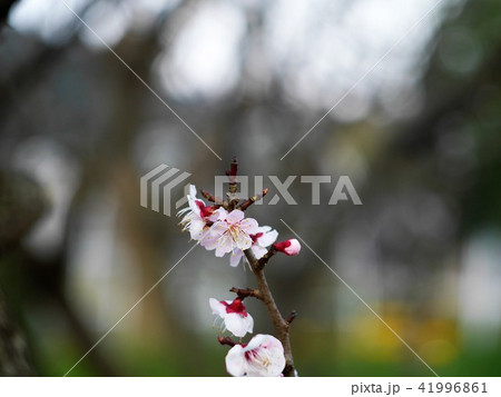 日の丸の梅 41996861