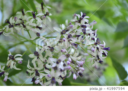 薫り アロマ アロマテラピー 41997594