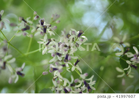 薫り アロマ アロマテラピー 41997607