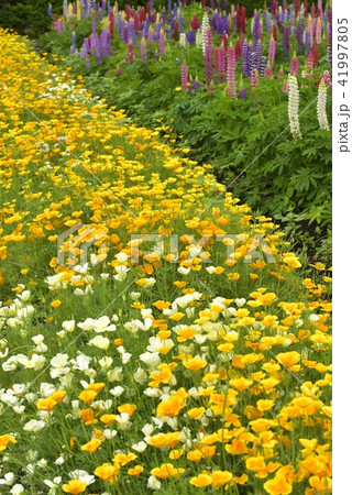 ポピー満開 41997805