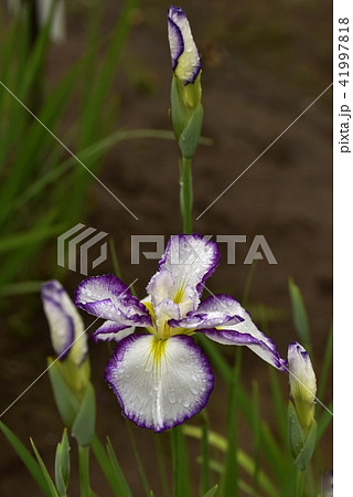 花菖蒲 41997818