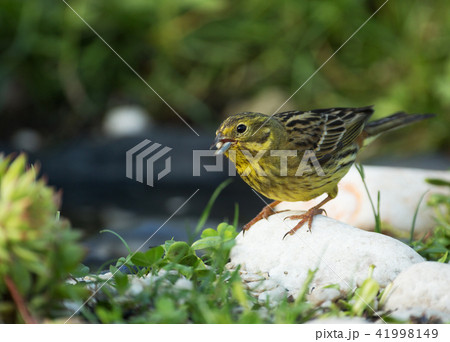 Yellowhammer (Emberiza citrinella) eats seeds 41998149