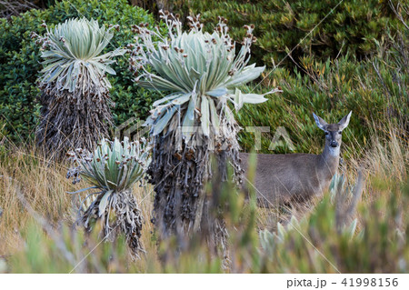 White-tailed deer Paramo de Oceta Espeletia Frailejones Mongui B White-tailed deer Paramo de Oceta Espeletia Frailejones Mongui B 41998156