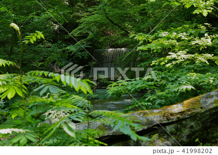奥入瀬渓流 41998202