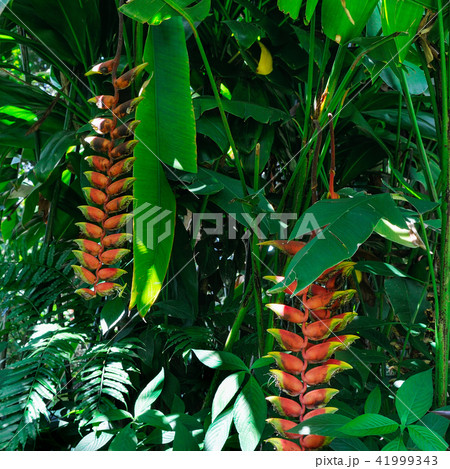 Close up of Heliconia tropics flower Close up of Heliconia tropics flower 41999343