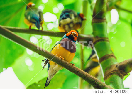 The Lady Gouldian finch, Erythrura gouldiae 42001890