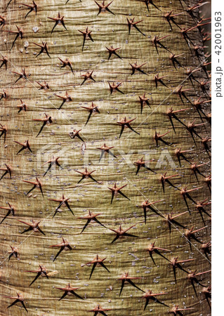 spikes of trees with texture. 42001963