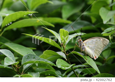 国蝶オオムラサキ 42002762