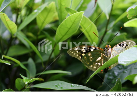 国蝶オオムラサキ 42002763