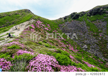 ミヤマキリシマ咲く九重連山・天狗ヶ城 42002872