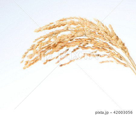 水田 米 稲 42003056