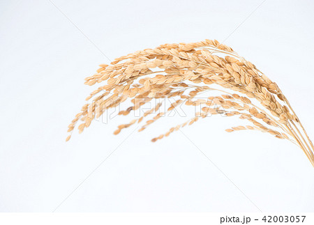 水田 米 稲 42003057