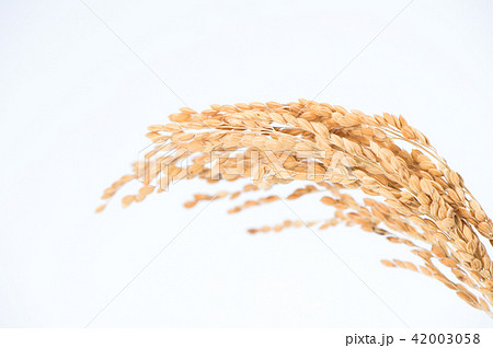 水田 米 稲 42003058