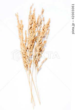 水田 米 稲 42003061