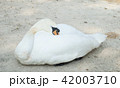 White Swan sleeping on the floor 42003710