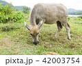 little buffalo standing nearest 42003754