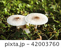 White mushroom growing on green grass in a park 42003760