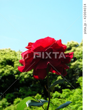 バラ 42004014