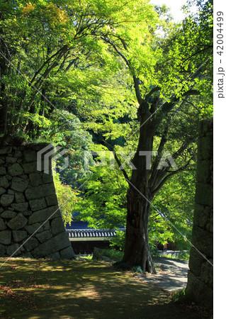 松山城黒門口登城道 松山城黒門口登城道 42004499