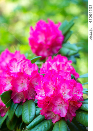 シャクナゲ シャクナゲ 42004532
