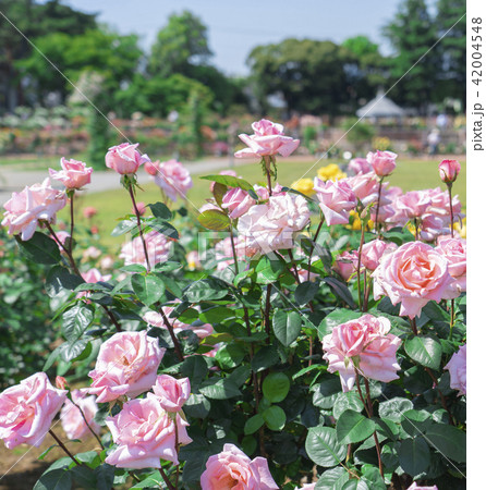 バラ園 バラ園 42004548