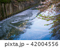 目黒川の花筏3 42004556