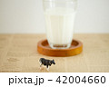 ミニチュア牛と牛乳 42004660