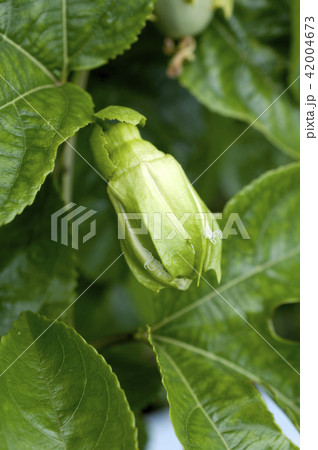 パッションフルーツ 果物時計草 の蕾の写真素材