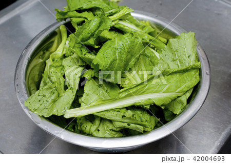 からし菜の下拵え 42004693