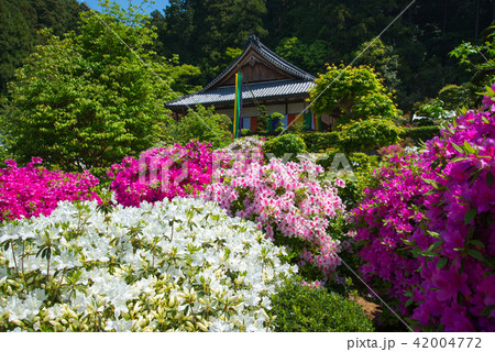 ツツジ 42004772