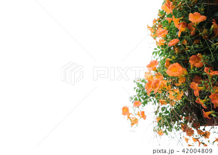 ジャカランダ 花 夏 42004809