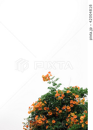 ジャカランダ 花 夏 42004816