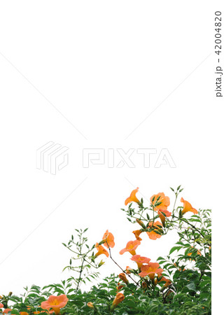 ジャカランダ 花 夏 42004820