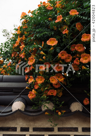 ジャカランダ 花 韓屋 42004823