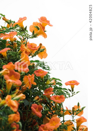 ジャカランダ 花 夏 42004825