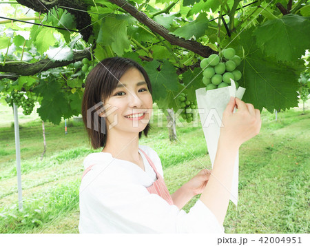ぶどうの袋かけ作業をする女性 ぶどうの袋かけ作業をする女性 42004951