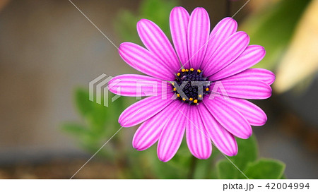 オステオスペルマム2 42004994