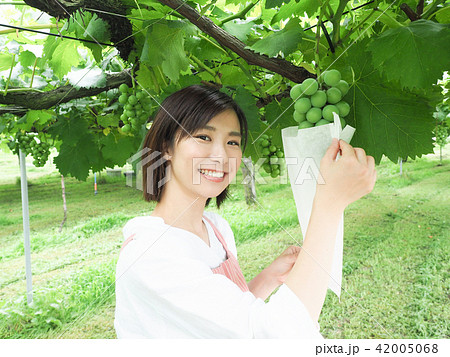 ぶどうの袋かけ作業をする女性 ぶどうの袋かけ作業をする女性 42005068