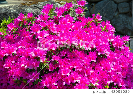 ツツジ ツツジ 42005089