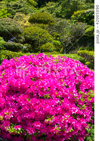 ツツジ 42005090