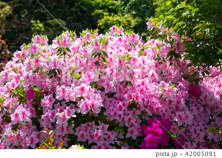 ツツジ 42005091