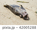 Rotten fish on the beach 42005288