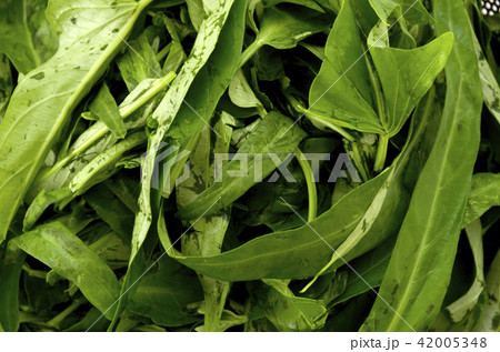 空心菜(クウシンサイ)の葉 アップ 空心菜(クウシンサイ)の葉 アップ 42005348