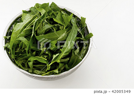 空心菜(クウシンサイ)の葉 空心菜(クウシンサイ)の葉 42005349