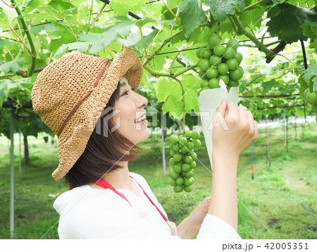 ぶどうの袋かけ作業をする女性 42005351